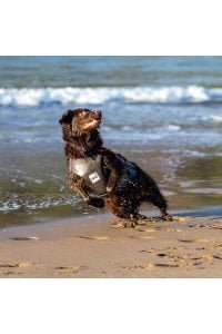 red paddle dog life vest beach